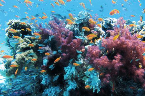 Antropogén zajok az óceánok mélyén! Túléli az állatvilág?