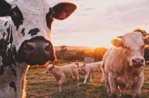 A fenntartható farmgazdálkodás